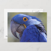 Postcard Blue Parrot Postkarte (Vorne/Hinten)