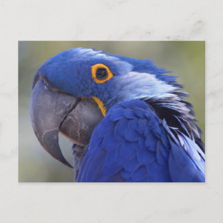 Postcard Blue Parrot Postkarte