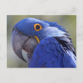 Postcard Blue Parrot Postkarte (Vorderseite)