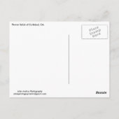 Postcard Blume Felder Carlsbad, CA Postkarte (Rückseite)