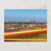 Postcard Blume Felder Carlsbad, CA Postkarte (Vorderseite)