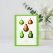 Postcard-Botanicals-Birnen 2 Postkarte (Stehend Vorderseite)