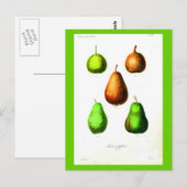 Postcard-Botanicals-Birnen 2 Postkarte (Vorne/Hinten)