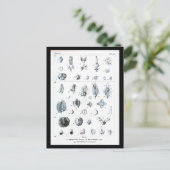 Postcard-Botanicals-Botanische Tabelle Postkarte (Stehend Vorderseite)