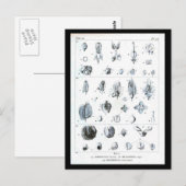 Postcard-Botanicals-Botanische Tabelle Postkarte (Vorne/Hinten)