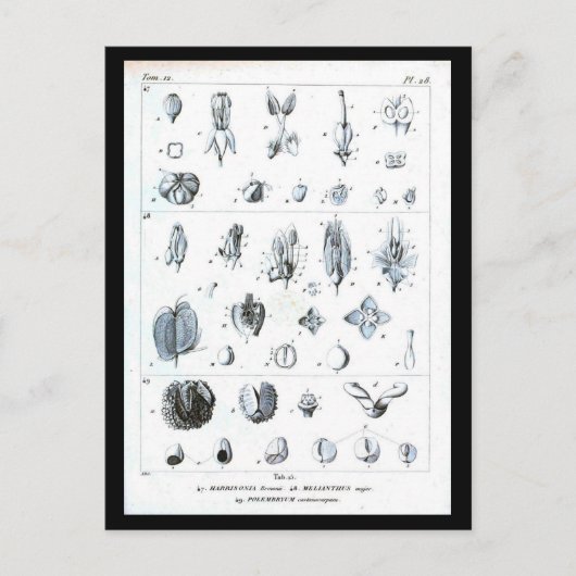 Postcard-Botanicals-Botanische Tabelle Postkarte (Vorderseite)