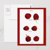 Postcard-Botanicals-Himbeeren Postkarte (Vorne/Hinten)