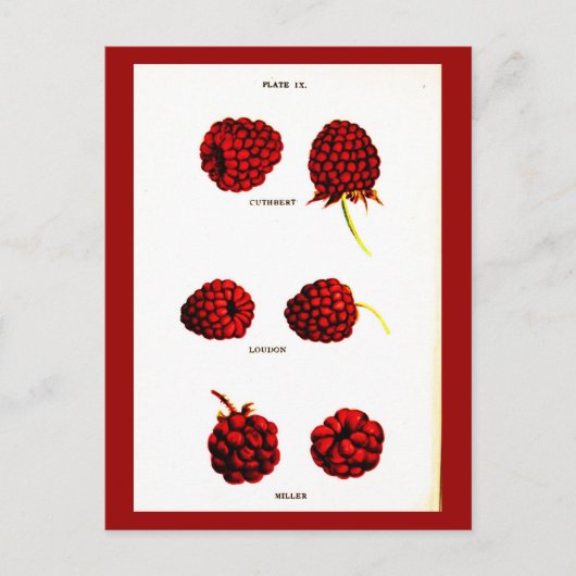 Postcard-Botanicals-Himbeeren Postkarte (Vorderseite)