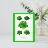 Postcard-Botanicals-Lettuce 3 Postkarte (Stehend Vorderseite)