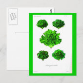 Postcard-Botanicals-Lettuce 3 Postkarte (Vorne/Hinten)