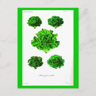 Postcard-Botanicals-Lettuce 3 Postkarte