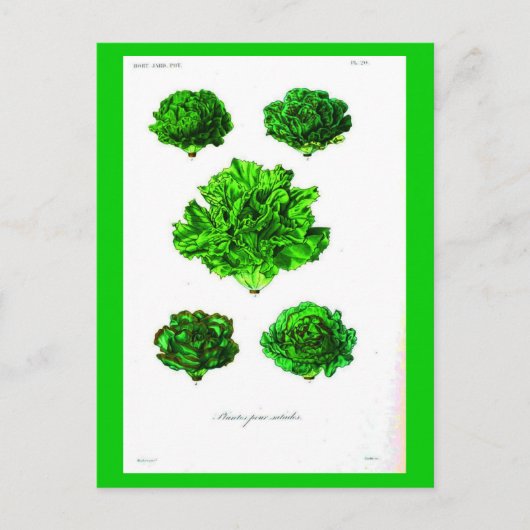 Postcard-Botanicals-Lettuce 3 Postkarte (Vorderseite)