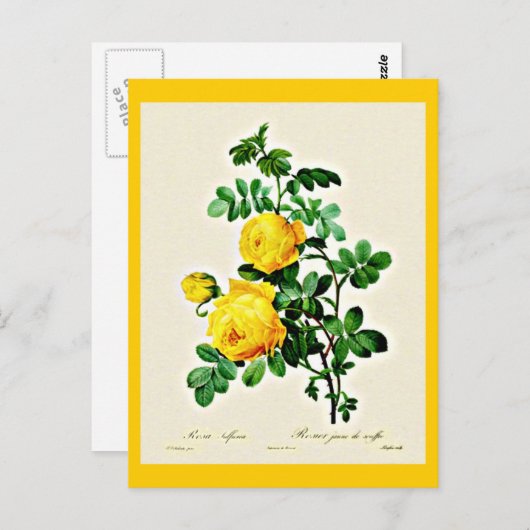 Postcard-Botanicals-Pierre Joseph Redoute 13 Postkarte (Vorne/Hinten)