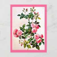 Postcard-Botanicals-Pierre Joseph Redoute 14