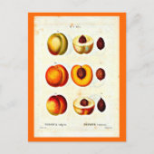 Postcard-Botanicals-Pierre Joseph Redoute 17 Postkarte (Vorderseite)