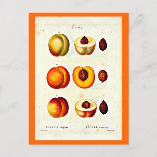 Postcard-Botanicals-Pierre Joseph Redoute 17 Postkarte (Vorderseite)