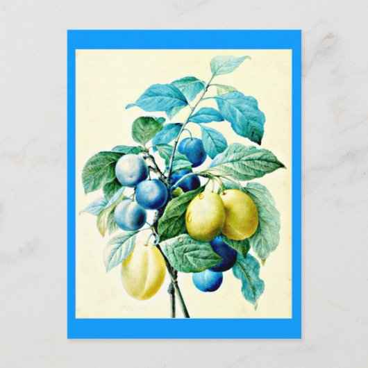 Postcard-Botanicals-Pierre Joseph Redoute 21 Postkarte (Vorderseite)