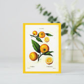 Postcard-Botanicals-Pierre Joseph Redoute 23 Postkarte (Stehend Vorderseite)