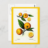 Postcard-Botanicals-Pierre Joseph Redoute 23 Postkarte (Vorne/Hinten)