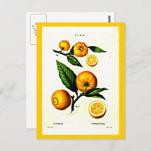 Postcard-Botanicals-Pierre Joseph Redoute 23 Postkarte (Vorne/Hinten)