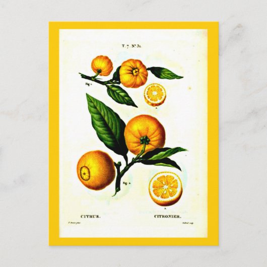 Postcard-Botanicals-Pierre Joseph Redoute 23 Postkarte (Vorderseite)