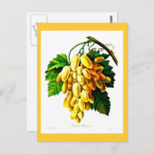 Postcard-Botanicals-Pierre Joseph Redoute 3 Postkarte (Vorne/Hinten)