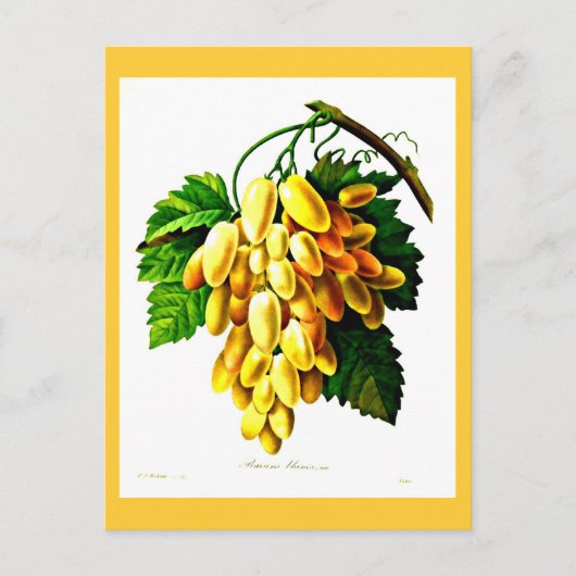 Postcard-Botanicals-Pierre Joseph Redoute 3 Postkarte (Vorderseite)