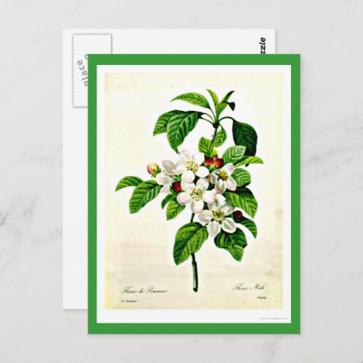 Postcard-Botanicals-Pierre Joseph Redoute 9 Postkarte (Vorne/Hinten)