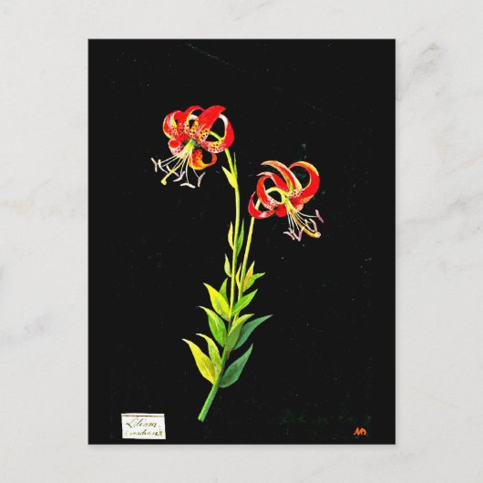 Postcard-Botanische Kunst-Mary-Delany 12 Postkarte (Vorderseite)