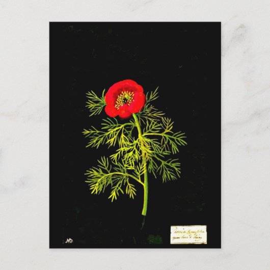 Postcard-Botanische Kunst-Mary-Delany 18 Postkarte (Vorderseite)