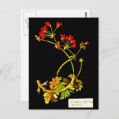 Postcard-Botanische Kunst-Mary-Delany 19 Postkarte (Vorne/Hinten)