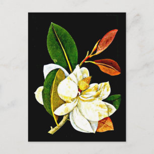 Postcard-Botanische Kunst-Mary-Delany 1 Postkarte