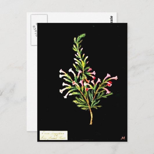 Postcard-Botanische Kunst-Mary-Delany 20 Postkarte (Vorne/Hinten)