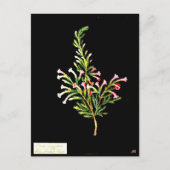 Postcard-Botanische Kunst-Mary-Delany 20 Postkarte (Vorderseite)
