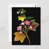 Postcard-Botanische Kunst-Mary-Delany 4 Postkarte (Vorne/Hinten)