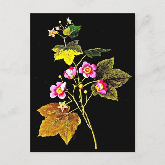 Postcard-Botanische Kunst-Mary-Delany 4 Postkarte (Vorderseite)
