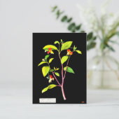 Postcard-Botanische Kunst-Mary-Delany 7 Postkarte (Stehend Vorderseite)