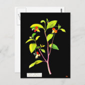 Postcard-Botanische Kunst-Mary-Delany 7 Postkarte (Vorne/Hinten)