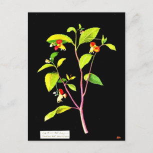 Postcard-Botanische Kunst-Mary-Delany 7 Postkarte