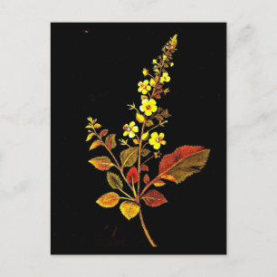 Postcard-Botanische Kunst-Mary-Delany 8 Postkarte