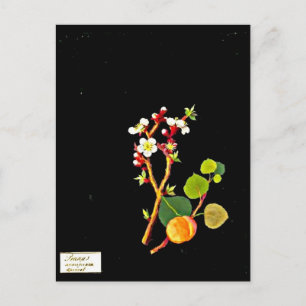 Postcard-Botanische Kunst-Mary-Delany 9 Postkarte
