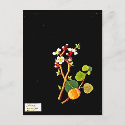 Postcard-Botanische Kunst-Mary-Delany 9 Postkarte (Vorderseite)