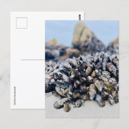Postcard - California Mussel Postkarte