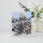 Postcard - California Mussel Postkarte (Stehend Vorderseite)