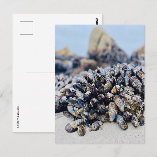 Postcard - California Mussel Postkarte (Vorne/Hinten)