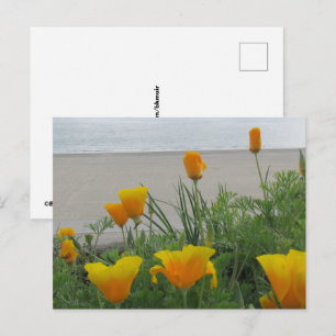 Postcard - California Poppies am Strand Postkarte