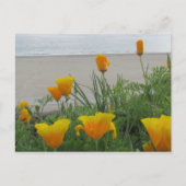 Postcard - California Poppies am Strand Postkarte (Vorderseite)