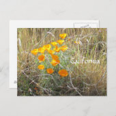 Postcard - California Poppy Postkarte (Vorne/Hinten)