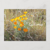 Postcard - California Poppy Postkarte (Vorderseite)