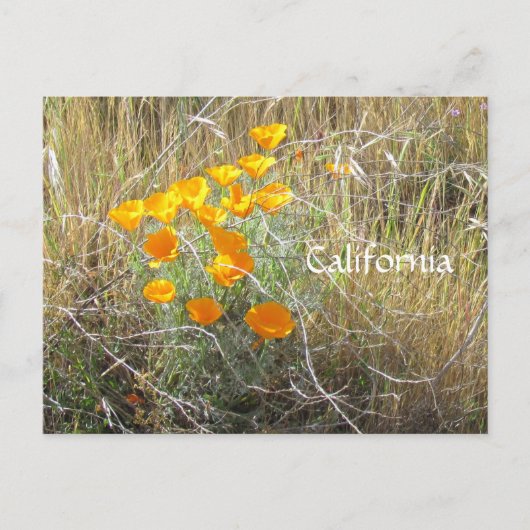 Postcard - California Poppy Postkarte (Vorderseite)